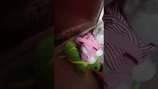 estaba triste pero luego me voy a comprar una tortugas verdaderas