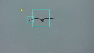 Famous How to Build a Real-Time Bird Detection System with OpenCV Wealth