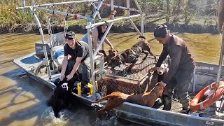 Hunting WILD HOGS with DOGS in the Mississippi River Delta (CATCH AND COOK)