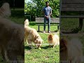 Why do big dogs attack small dogs 🤯