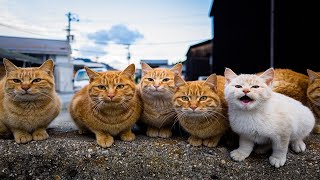 Смешные Кошки И Другие Животные/ 4 Минуты Смеха/ Funny Cats And Other Animals