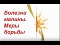 Малина.  Болезни и меры борьбы с ними