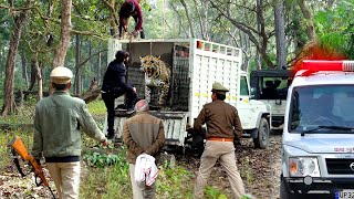 खुंखार तेंदुआ को जब विशालकाय जंगल में हुआ रिलीज़ खतरनाक मंजर  Dangerous Leopard Release