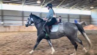 Ria, daughter of Rapscallion and owned by Laura. Ridden by Brenna Awtry.