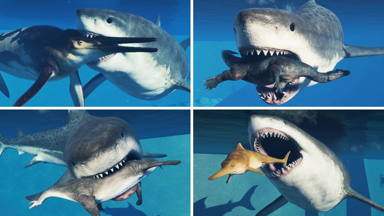 SHARK Größenvergleich | MEGALODON-Größe | Weißer Hai vs.