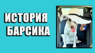 История Барсика.... #помощьбездомнымживотным #история #барсик