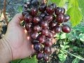 Виноград Подарок Несветая (Grape Podarok Nesvetaya (Grape Gift Nesvetaya) 2015