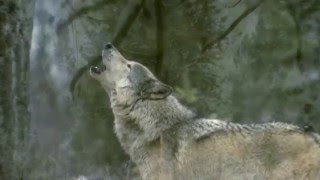 Beyond A Dream - Trackin - the music video - update
