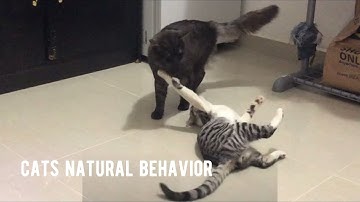 An Example Of Normal Feline Play Behavior #felineplaybehavior #catplaybehavior #normalcatplay