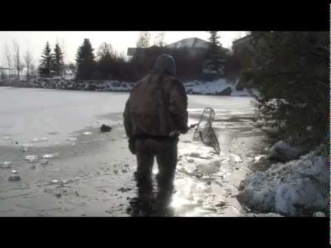 Redhead Duck Rescue Attempts - YouTube Ryan Heavy Head