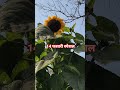 #funny #comedy #14 फरवरी स्पेशल कॉमेडी