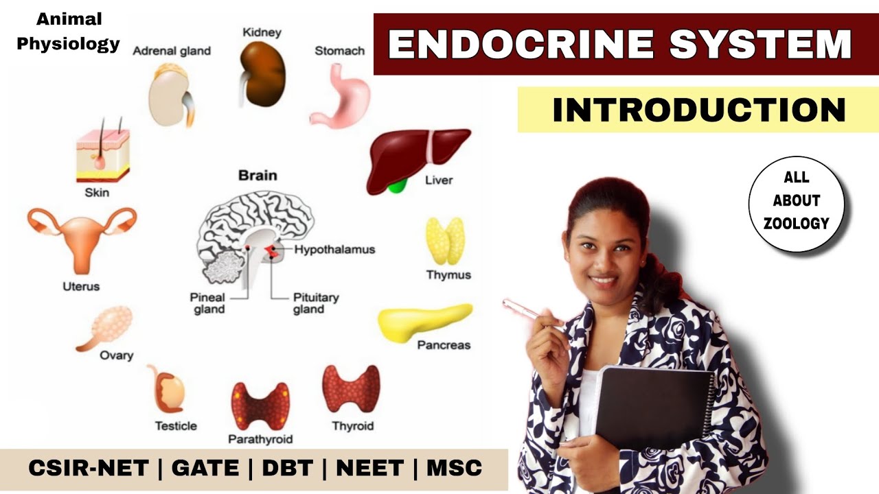 ENDOCRINE SYSTEM - INTRODUCTION || ENDOCRINOLOGY || ANIMAL PHYSIOLOGY || CSIR-NET LIFECSIENCES 