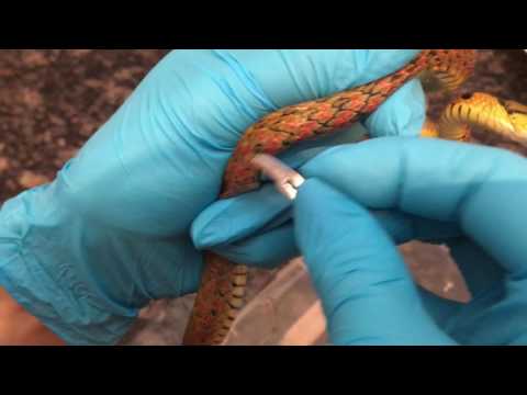 Extraction of Parasitic Worms from Keelback Snake