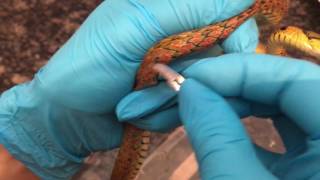 Extraction of Parasitic Worms from Keelback Snake
