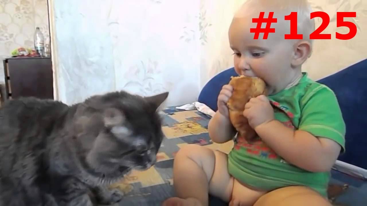 Смешными, котики смешное видео для детей смотреть ютуб