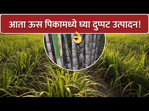 ऊसामध्ये अधिक फुटवे होऊन वाढीसाठी नियोजन!  - ऊसामध्ये अधिक फुटवे होऊन वाढीसाठी नियोजन! 
