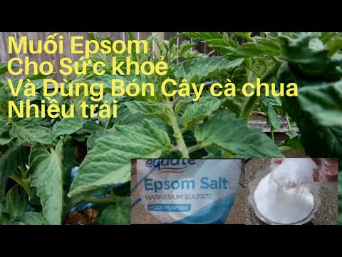 Công Dụng Của Muối Epsom Salt  và Cách Chăm Sóc Cây Cà Chua | Foci