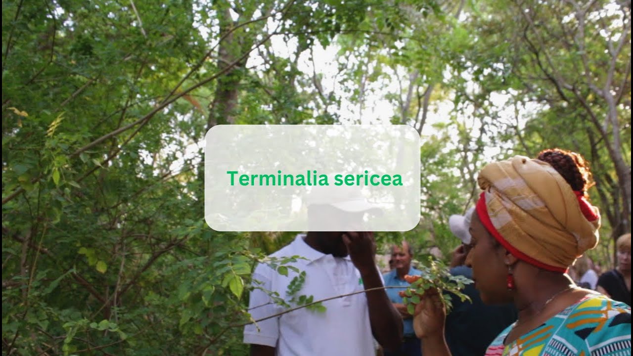 Terminalia sericea | Chifwema Arboretum Tour