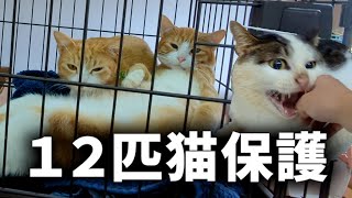 【やんばる猫12匹保護】命のバトンを受け取りました保護現在の様子