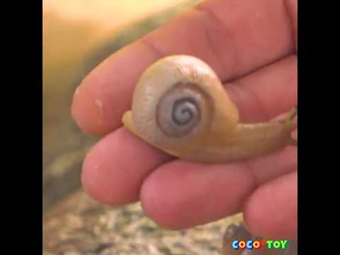 I took frog <strong>eggs</strong> out <strong>of</strong> the pond and raised them... #shorts｜CoCosToy