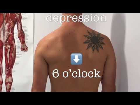 Scapula clock