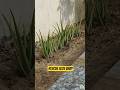 I Found Aloe Babies… So I Replanted Them! #shorts #aloevera