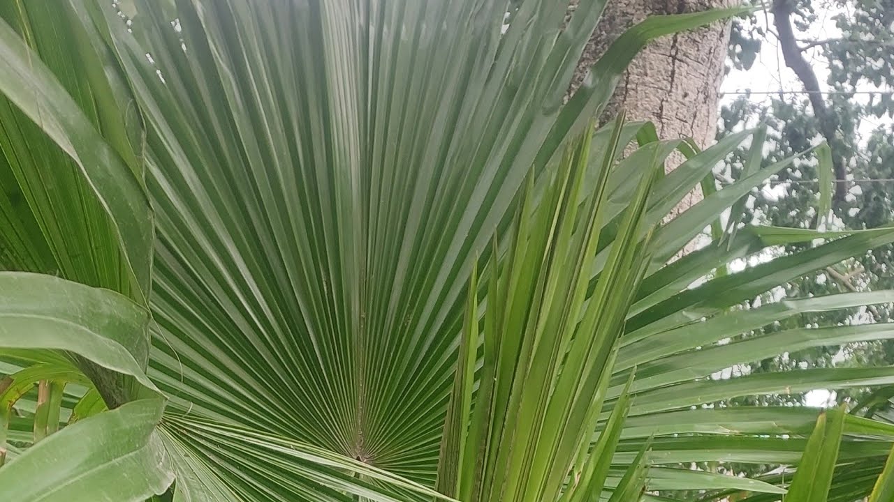 Livistona chinensis, the Chinese fan palm[2] or fountain palm,[3]  Closeup View