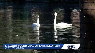 12 swans found dead at Lake Eola in Orlando spark avian flu outbreak concerns
