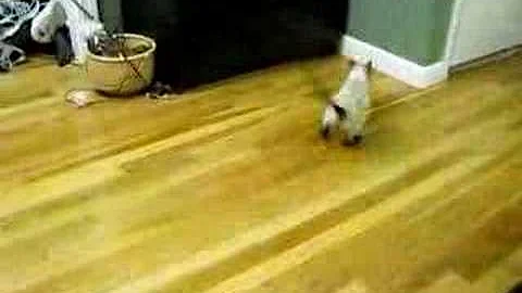 Watch the video about Tessie the Siamese kitten playing fetch 1