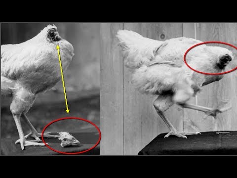 Video Bí ẩn gà bị chặt đầu vẫn sống sót gần 2 năm, hành động... - youtube