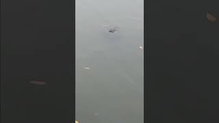 Manatees coming up for air