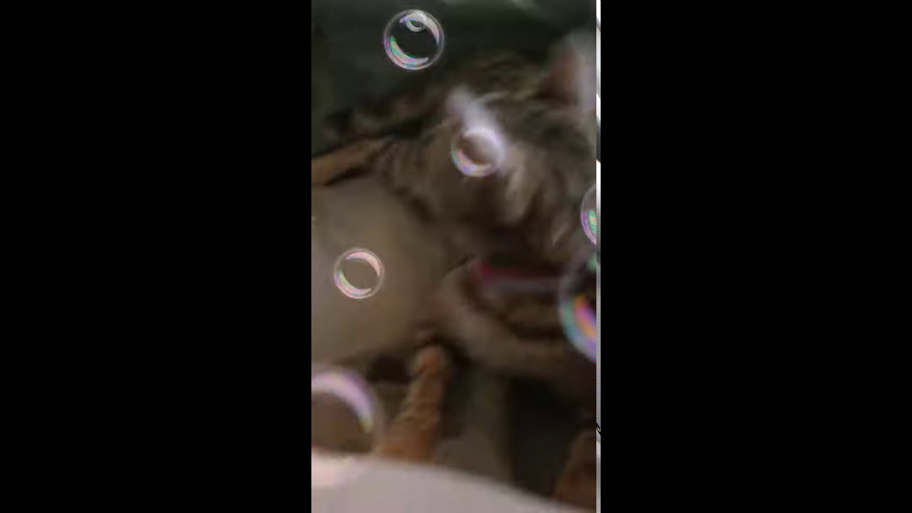 Cat suitcase YouTube