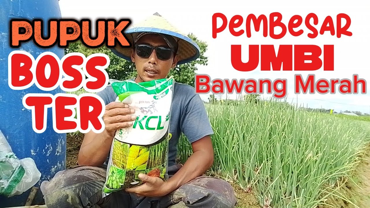  🔴🔴 Bawang Merah Super Cross 🔴🔴 Pupuk ketiga wajib pakai tinggi kalium,, #petanimilenial 