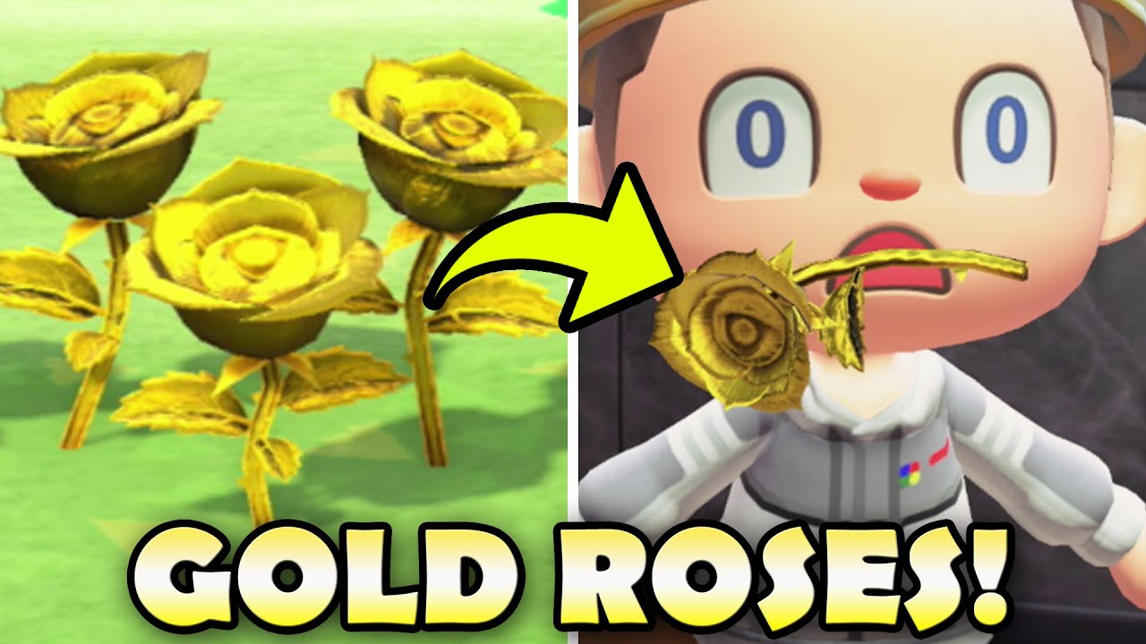 🌹 How To Get GOLD ROSES In Animal Crossing New Horizons!