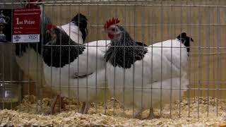 Light sussex bantam trio.