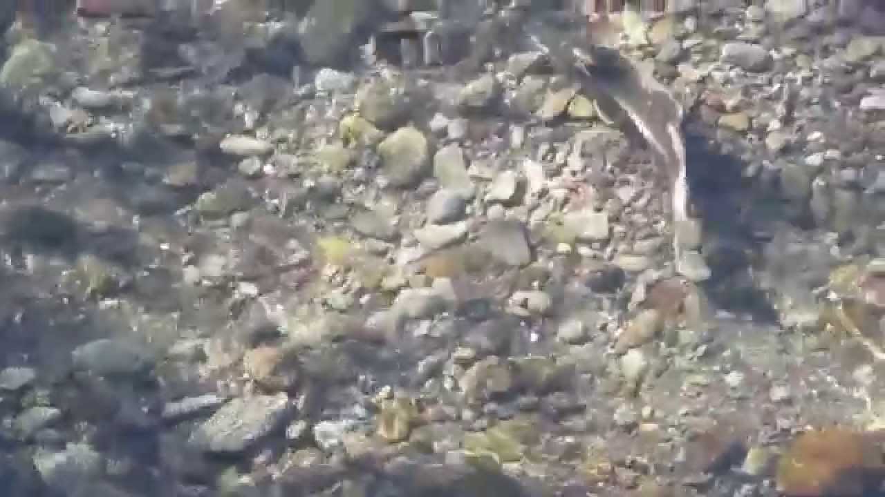 Dungeness River Salmon Run YouTube