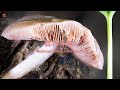 森林寻蘑2 - 微距摄影 | Mushroom hunting in the forest 2 - Macro Photography