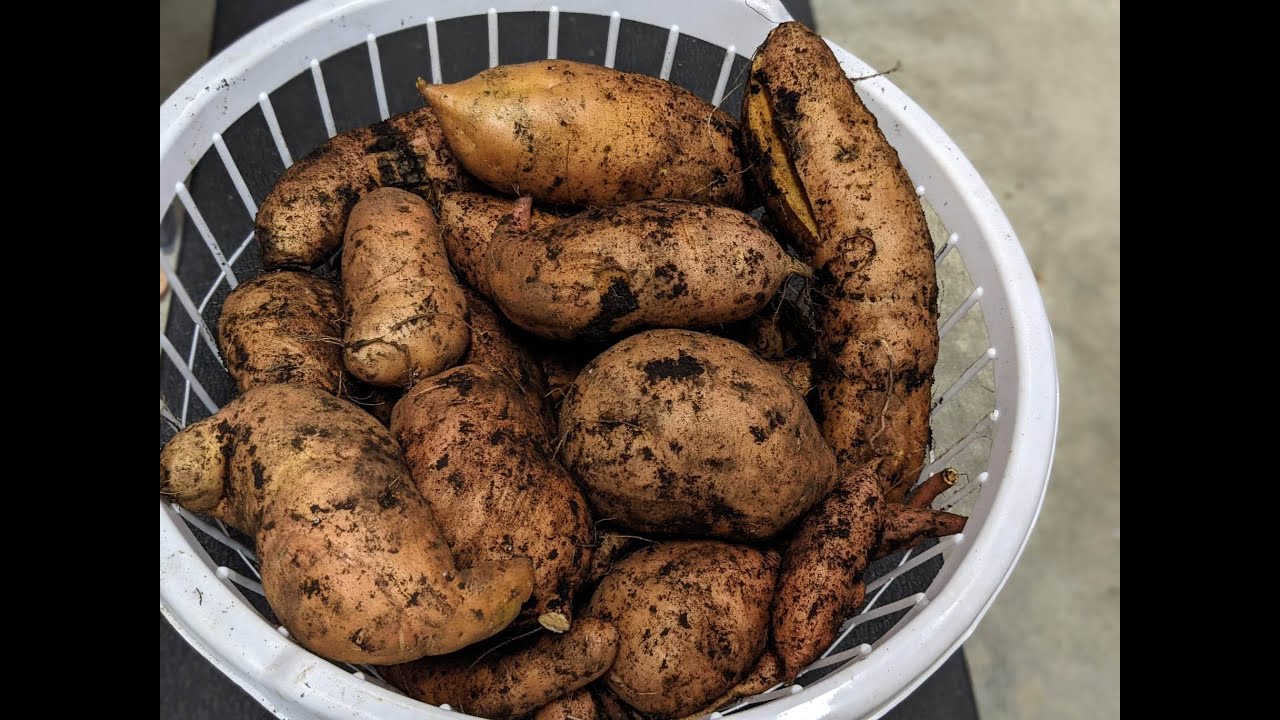 How to Grow Sweet Potatoes in Feed Bags - Fresh Eggs Daily® with