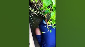 Man Survives in the Wild Using Primitive Fishing Traps#shorts