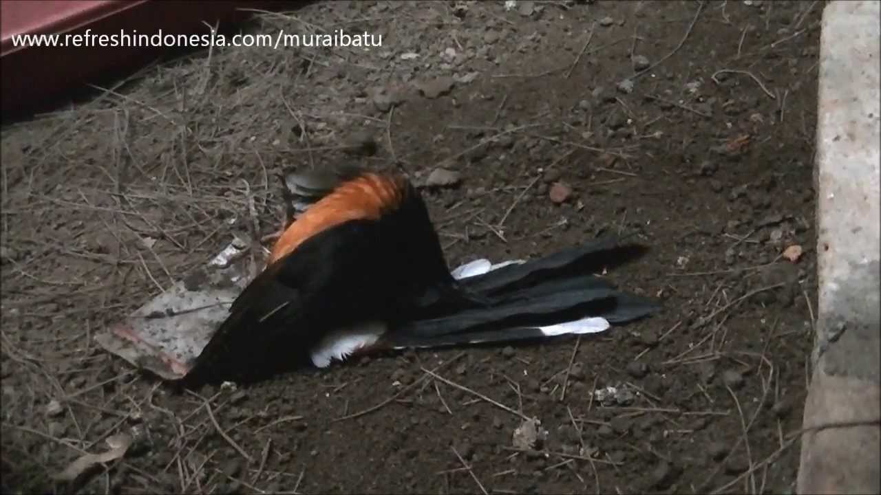 Awas Penyakit Pada Burung Murai Batu Dewasa Youtube