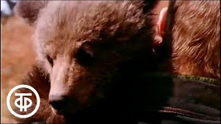 О буром медведе (1978)
