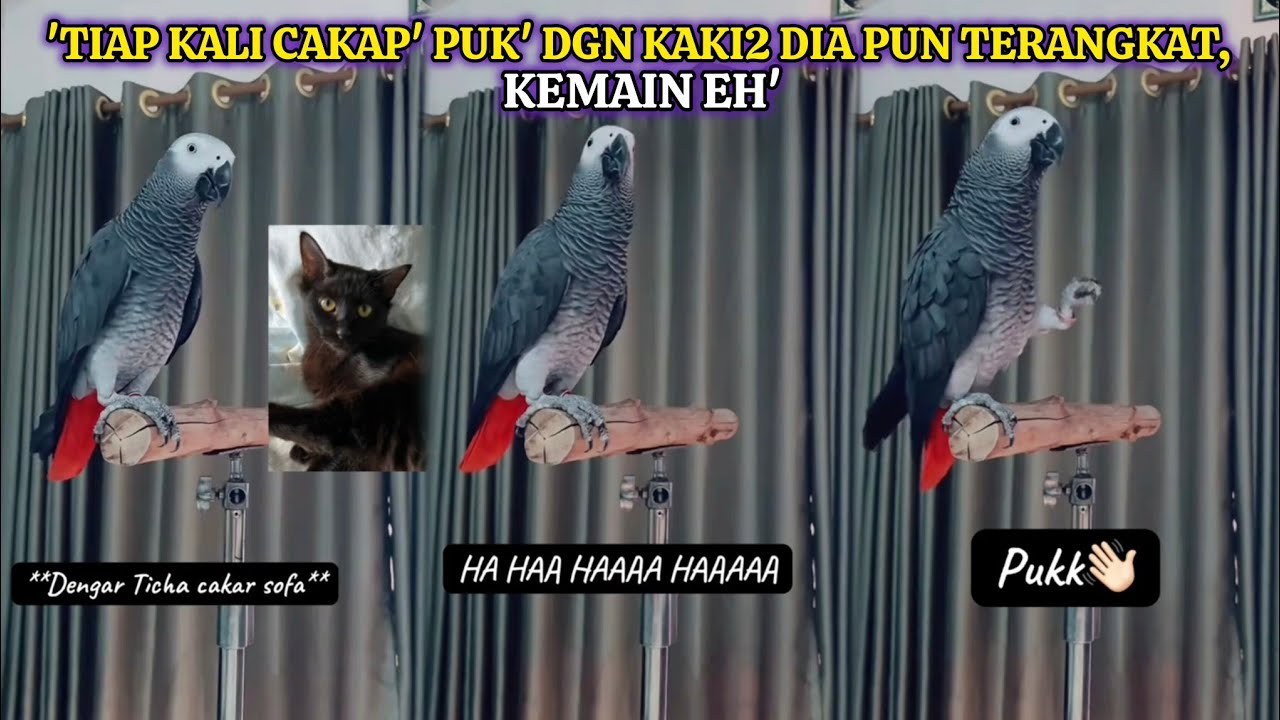 GELAGAT BURUNG KAKAK TUA MARAH KUCING CAKAR SOFA RAIH PERHATIAN, SIAP NAK LEPUK SI BULUS