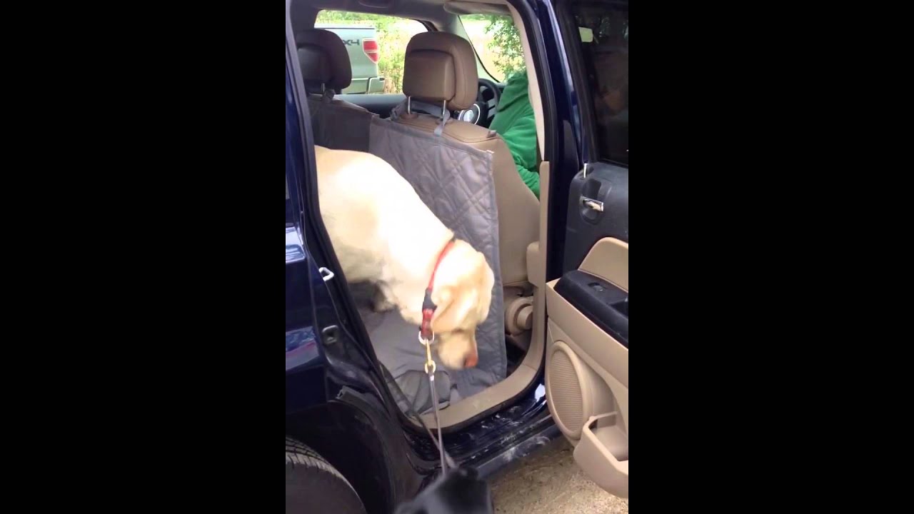 Dog Helps Other Dog Out Of Car YouTube