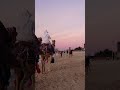 Camels at JBR beach.  #travel #dubaiblog #fypシ #burjkhalifa #dubailfe #dubai #jbr