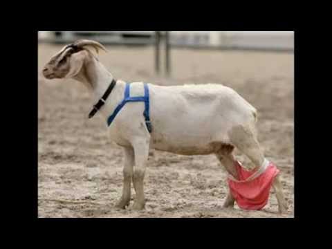 Top Afghan Funny , but its really