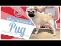 How to Show a Pug at a Dog Show