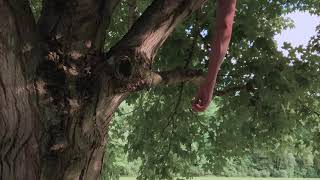 Talkies — I'm stuck in a tree