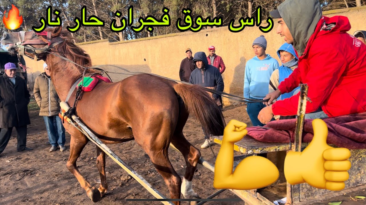 سوق الثلاثاء الخميسات ثمن خيول جران والبغال دخل عود راس سوق معطية فيه 120الف