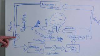 Chemistry & Nature Facts : What Is Nitrogen Fixation