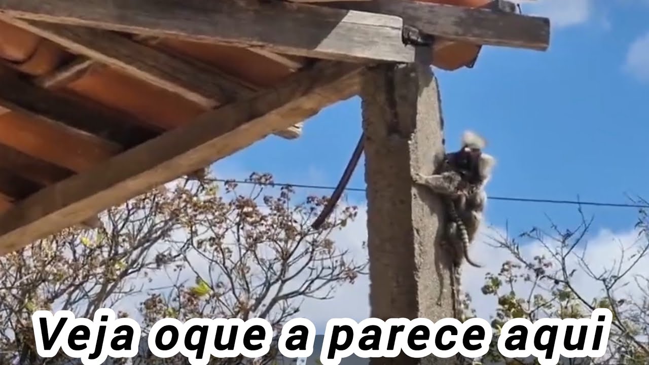 Veja o que apareceu aqui 